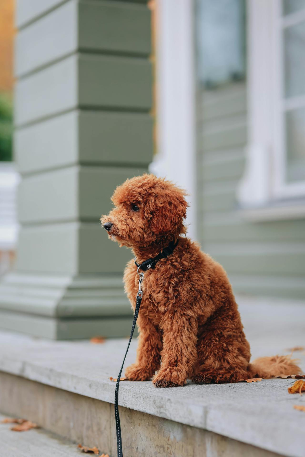Essentials (Leash & Collars)