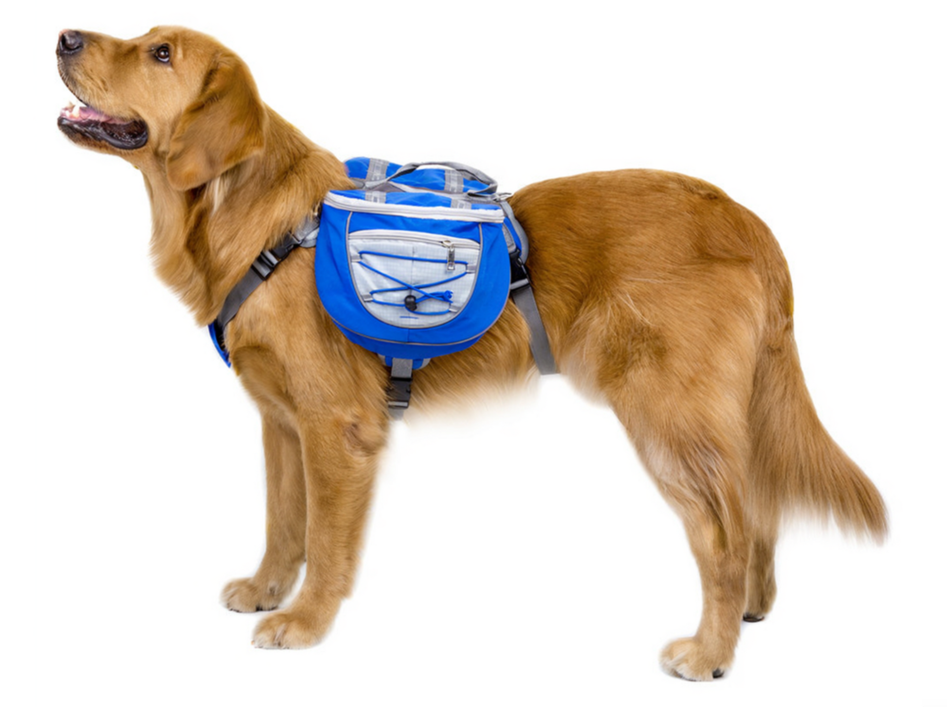 TailTrek Saddle Backpack