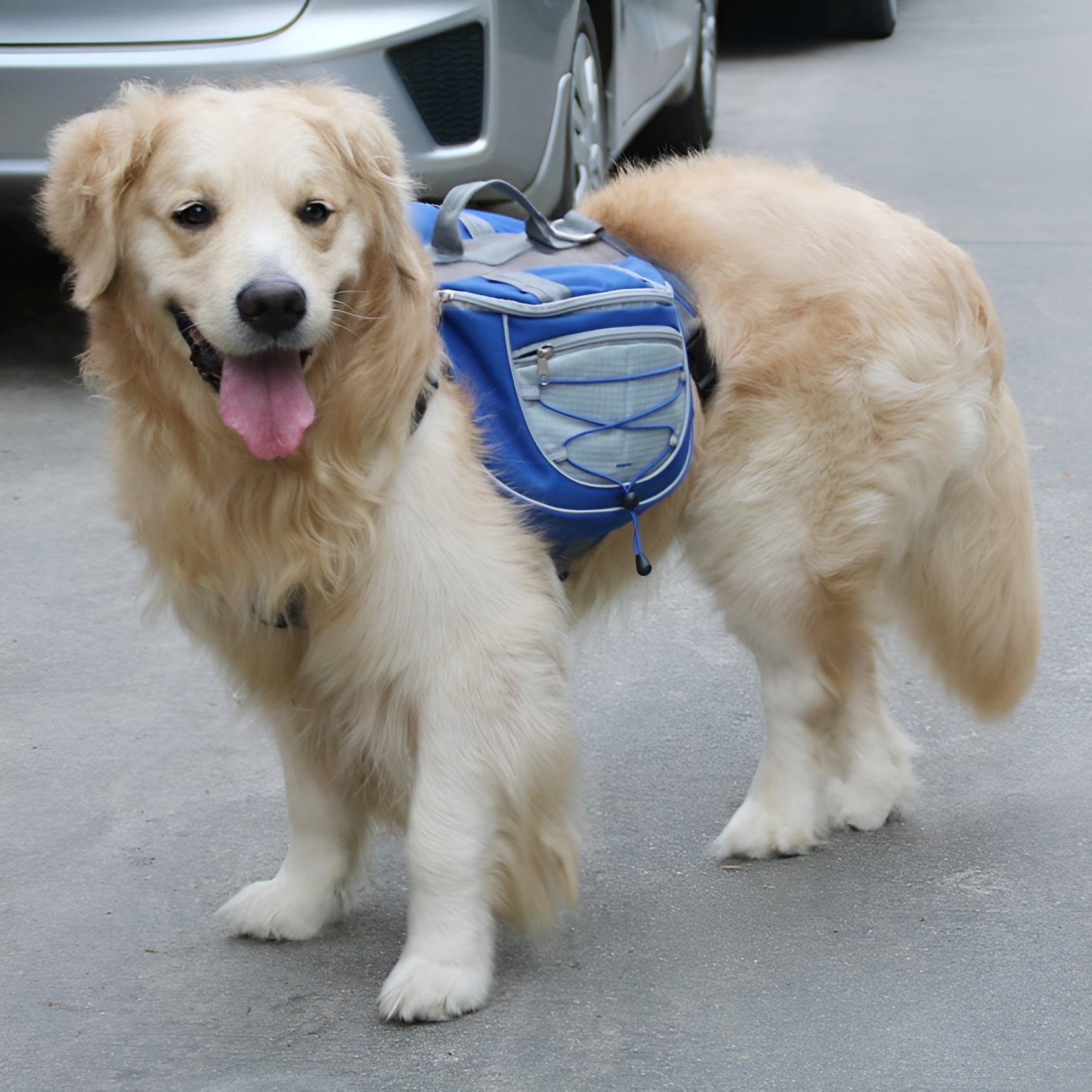 TailTrek Saddle Backpack