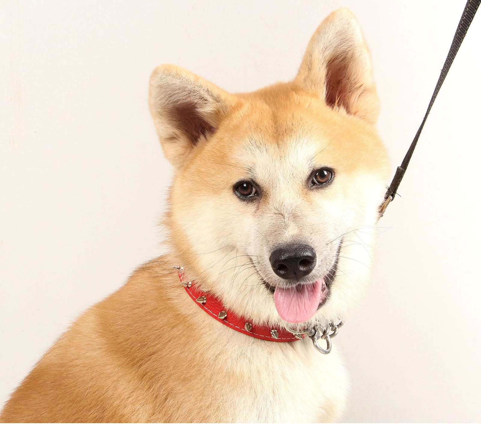 Spike Protection Collar