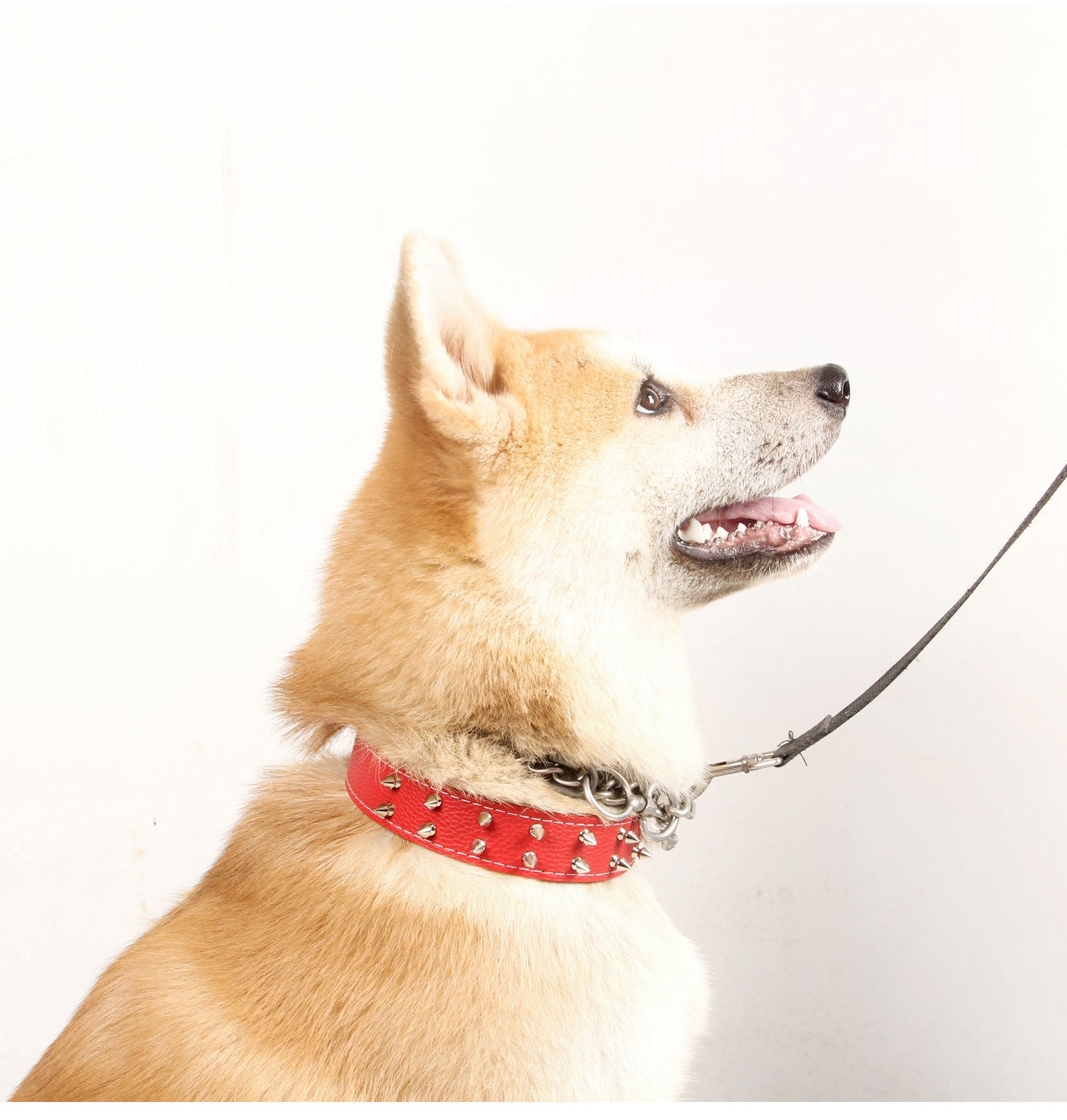 Spike Protection Collar